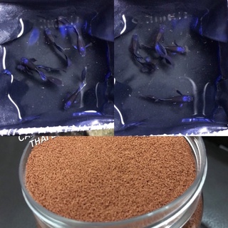 Cám guppy Blue Tazan