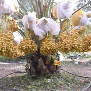 Cây Giống Chà Là Thái