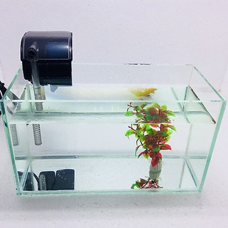 Combo bonsai và  vật dụng setup đồ thủy sinh bể cá cảnh  bể cá thủy sinh