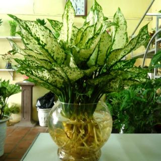 Cây Ngọc Ngân