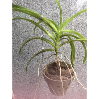 Lan mokara dòng lan dễ chăm hoa đẹp