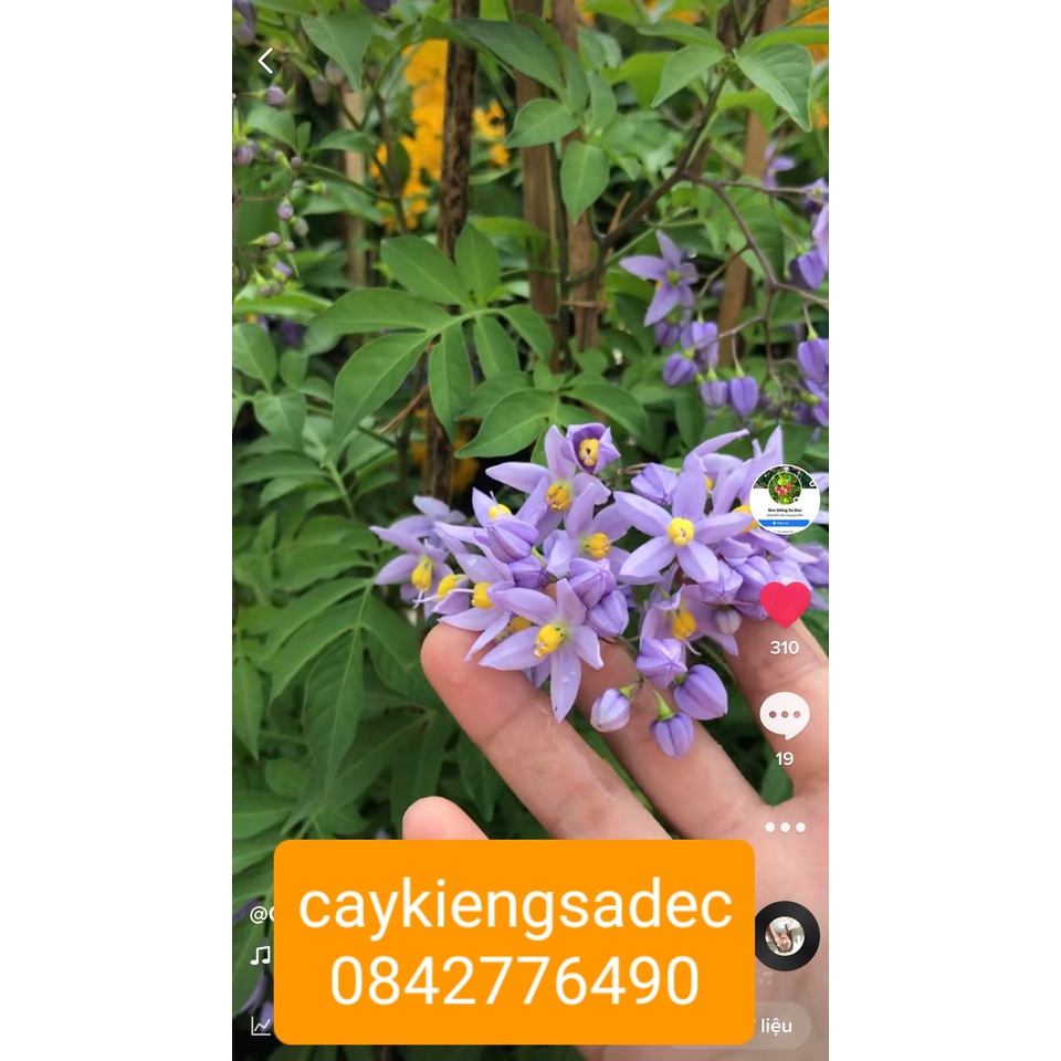 Caykiengsadec- Tiêu nương+ tặng phân bón