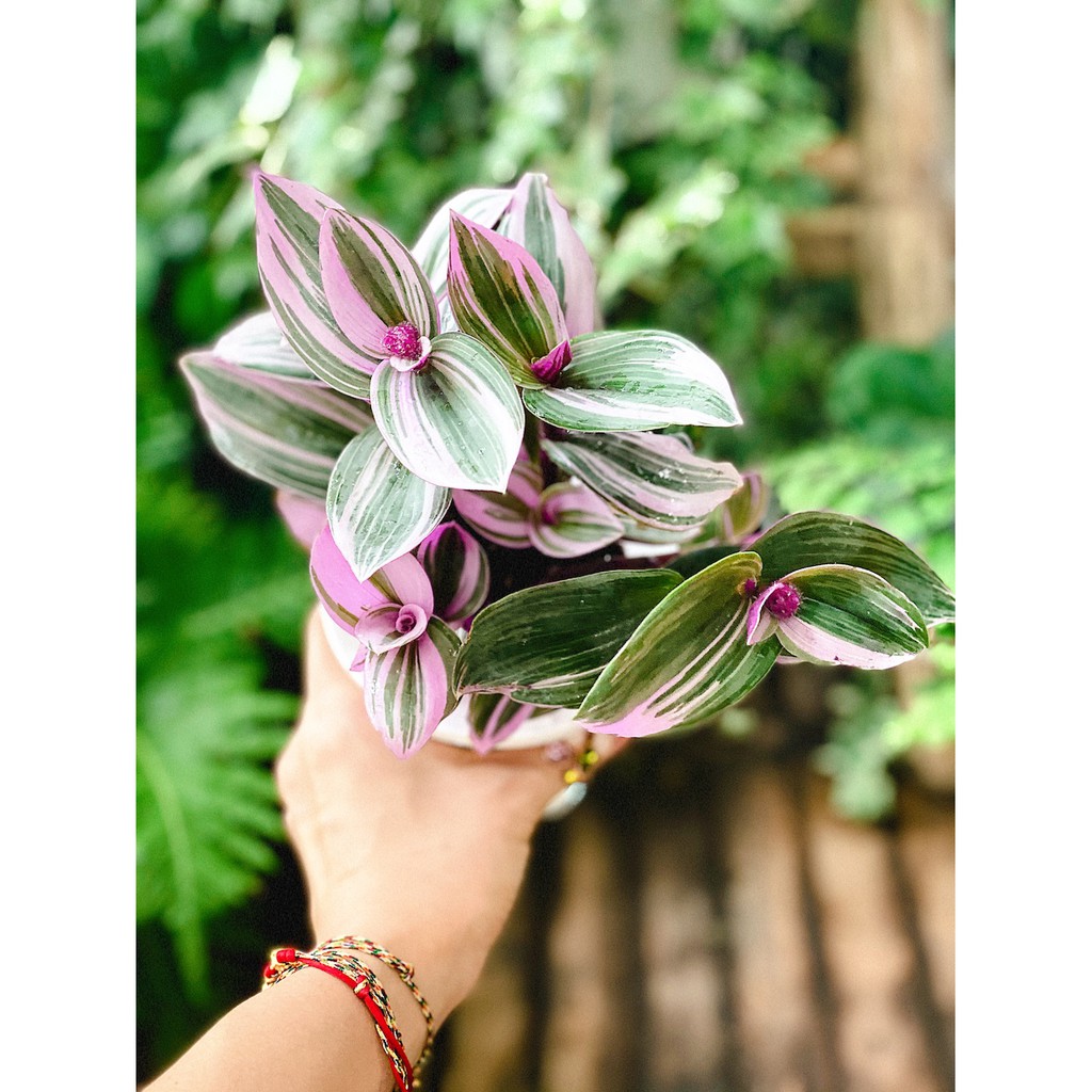 Chậu cây Tradescantia albiflora Nanouk (Tradescantia Nanouk) – Thài Lài Hồng Nanouk, Thài Lài Đột Biến thủy sinh TC3T