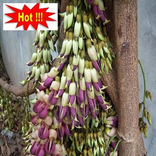 Hoa leo Huyết long 10 hạt
