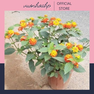 Cây hoa ngũ sắc một thân nhiều nhánh với đủ các loại màu đỏ cam, vàng, tím, cây cực kỳ dễ chăm sóc và hoa quanh năm