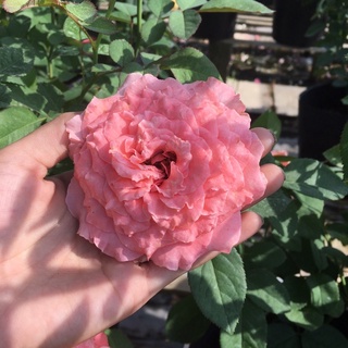 Hồng bụi Camellia