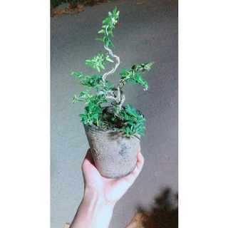 Kim Quýt Bonsai