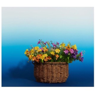 (Lỗi, Hỏng Đổi Mới) Gradient Background Phông Nền Chụp Ảnh Sản Phẩm