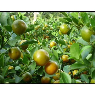 cây tắc  28k / cây