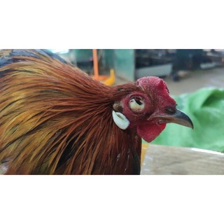 trị hen gà