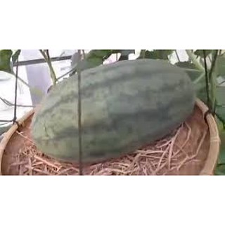 10 hạt dưa hấu tặng kèm 10 viên nén ươm hạt , Cây giống dưa hấu trồng tại nhà