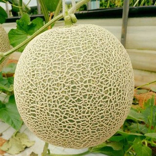 10h - HẠT GIỐNG DƯA LƯỚI