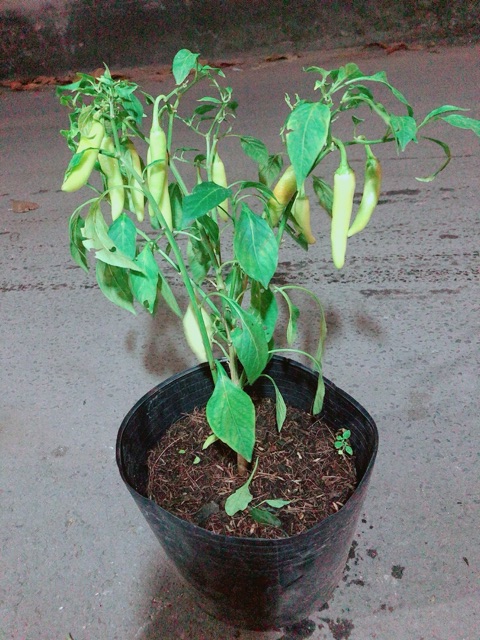 Bụi Ớt Sừng Lớn