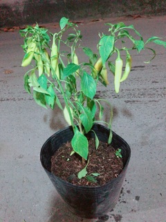Bụi Ớt Sừng Lớn