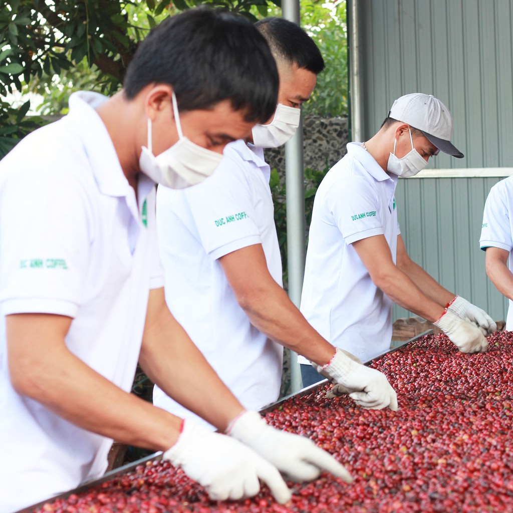 1kg cà phê rang mộc nguyên chất robusta DUC ANH COFFEE - thượng hạng - đậm vị - dạng bột chuẩn pha phin