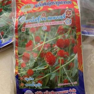 HẠT GIỐNG CÚC BÁCH NHẬT ĐỎ THÁI LAN