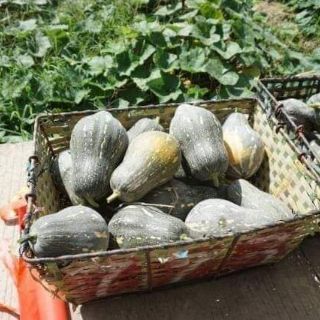 hạt giống bí ngô mật luga