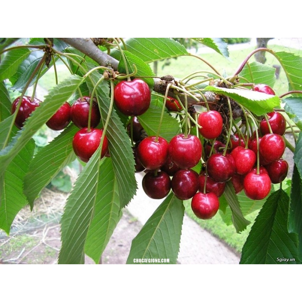 Hạt giống cherry (tặng kèm phân)