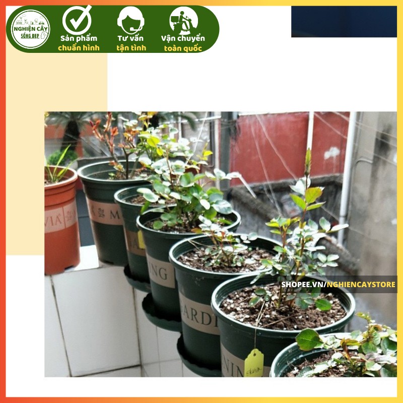 Chậu nhựa Gardening kèm đĩa lót trồng hoa, cây cảnh cỡ nhỏ đến trung bình