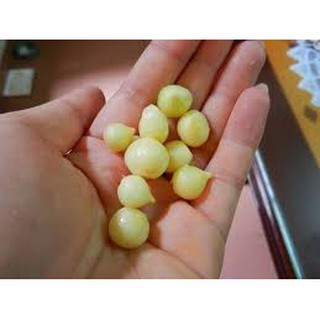 [FREE SHIP 99K]  Tỏi cô đơn - tỏi một nhánh Phan Rang