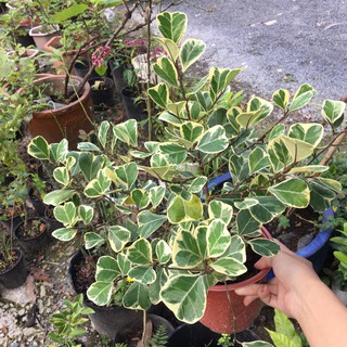 Chậu cây Bàng Lá Tim Cẩm Thạch - Đa Tam Phúc - si Thái Cẩm Thạch - Ficus triangularis variegata