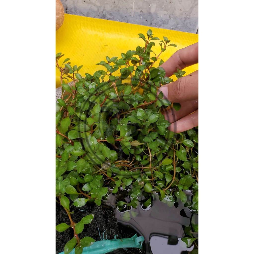 1 nhánh thủy sinh diệp hồng tài lá táo