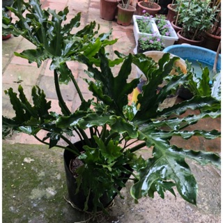 TRẦU BÀ LÁ XẺ ( trầu bà thanh xuân )