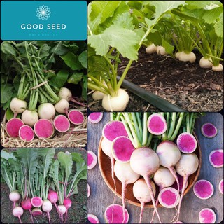 Hạt Giống Củ Cải Ruột Đỏ Cao Sản F1 Gói 10 Gam Hạt