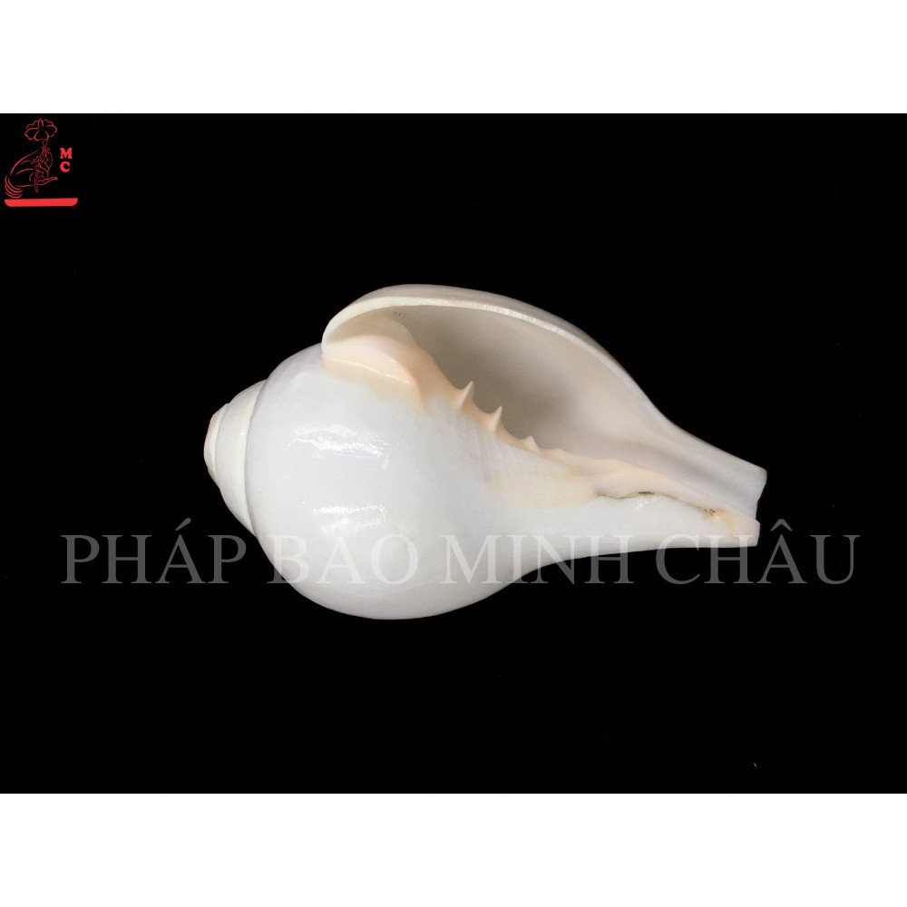 ỐC BIỂN TRẮNG (TO)