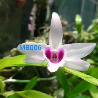 Phi điệp có mặt hoa xổ tại vườn.