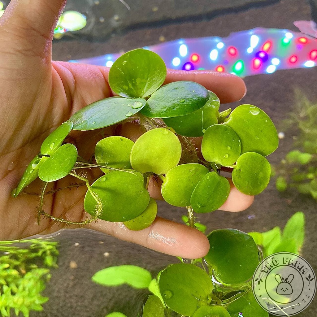 Bèo Nhật siêu phẩm hồ thủy sinh dễ trồng