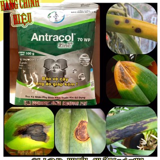 Thuốc trị thán thư trên Phong Lan ANTRACOL 70WP Hoạt chất Propineb  gói  100gr