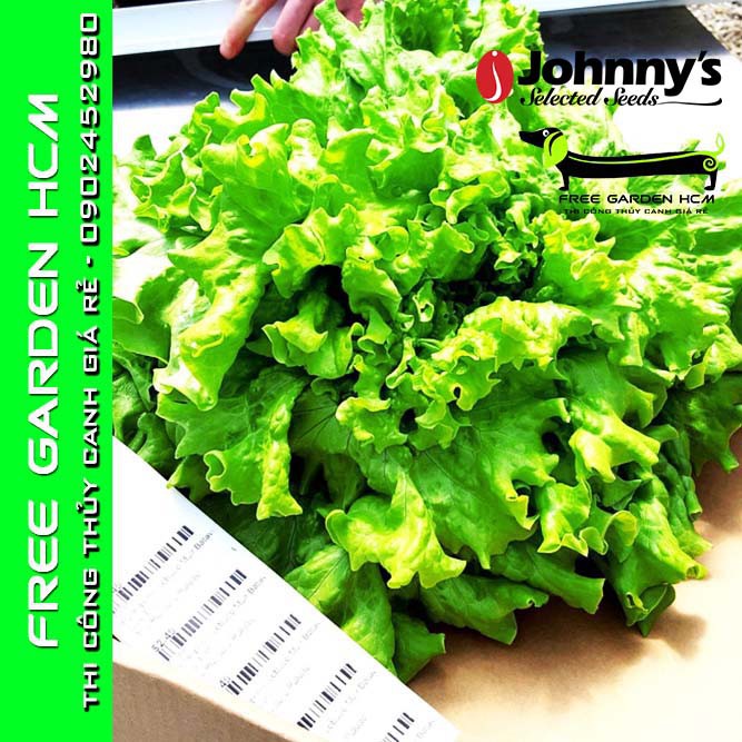 COMBO 100 HẠT GIỐNG XÀ LÁCH MUIR – Johnny’s Seed – Mỹ