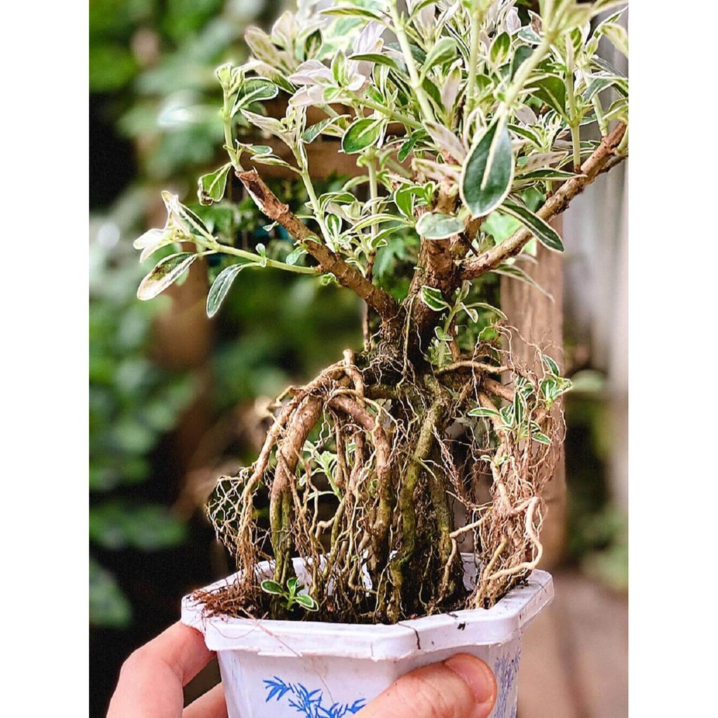 Cây Serissa japonica Snow Leaves (Lục Nguyệt Tuyết) Bonsai rễ trần