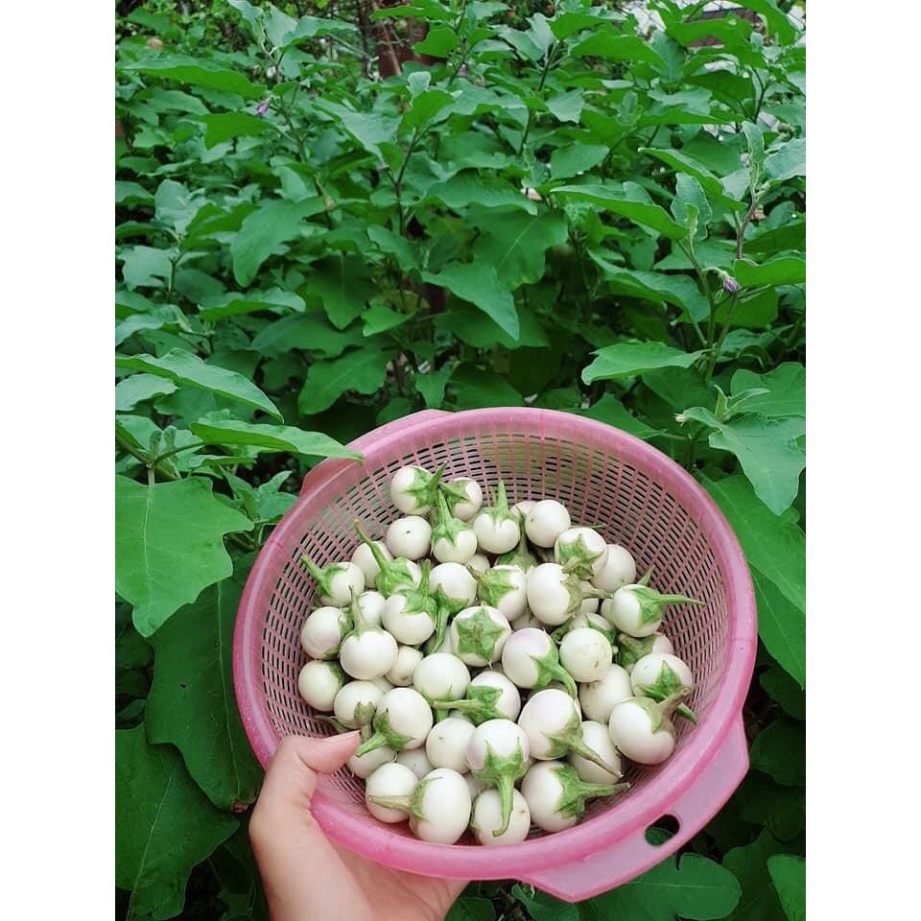 ⚡️Hạt Giống Cà Pháo Trắng Cao Sản F1⚡️ Sinh Trưởng Khỏe Chống Chịu Sâu Bệnh