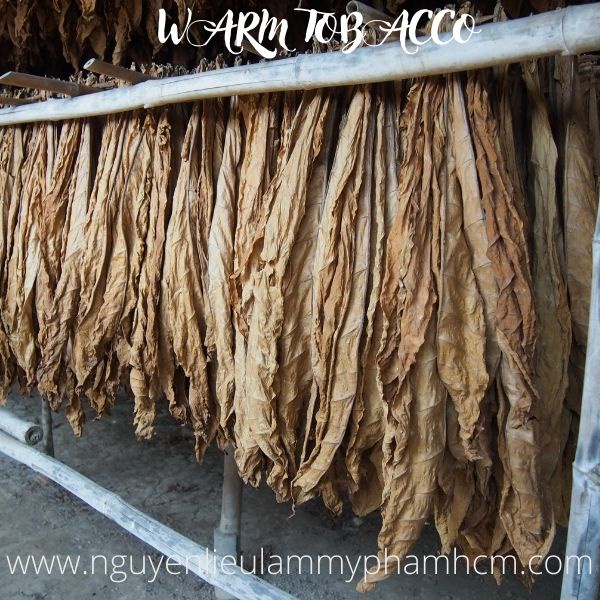HƯƠNG WARM TOBACCO FRAGRANCE