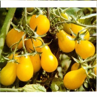 10 hạt giống cà chua lê vàng