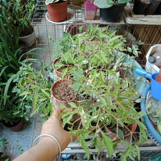 Cây giống đinh lăng