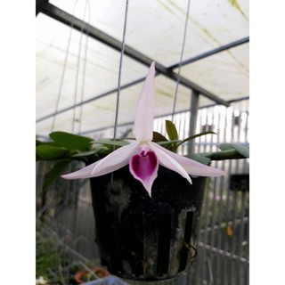 lan giả hạc tiểu vùng ma pó ( mặt hoa xổ số)