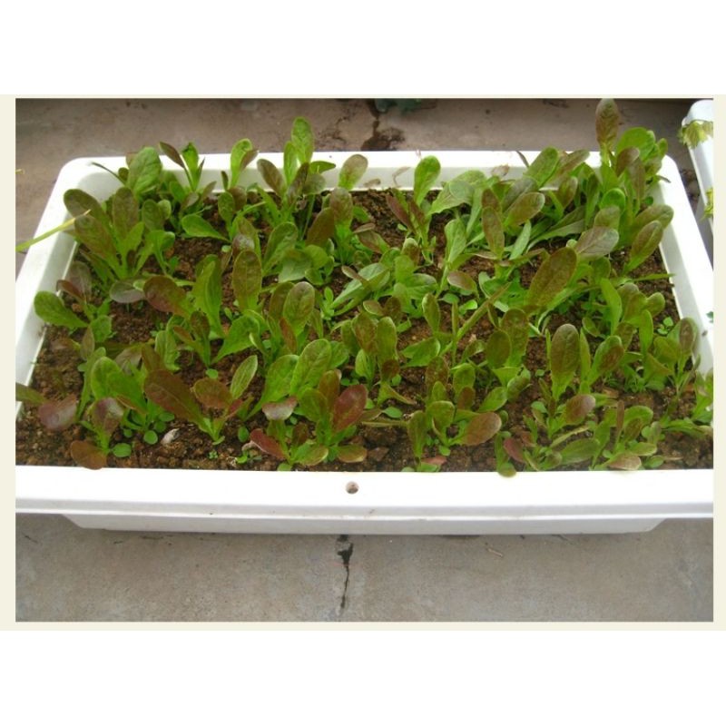 Xà lách Benih tím Romaine 100h SHOP MỚI KHYẾN MẠI GIÁNG SINH