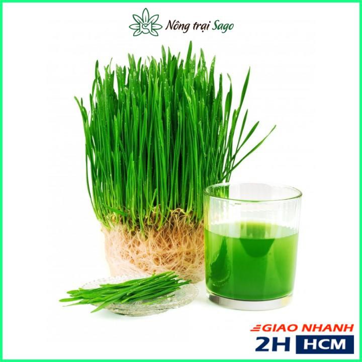 Hạt Giống Cỏ Lúa Mì (Mầm Lúa Mạch) Dễ Trồng, Thơm Ngon, Nhanh Thu Hoạch (gói 100 gr) - Nông Trại Sago