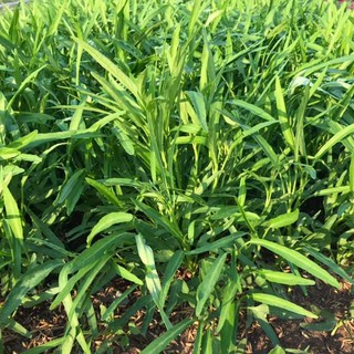 Hạt giống Rau Muống Lá Tre Thành Đạt 100g