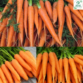 🥕hạt giống cà rốt f1_3gr🥕