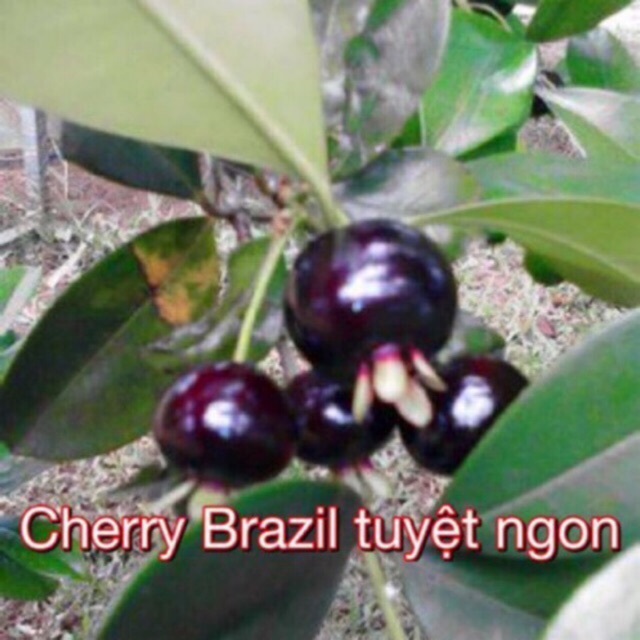 Cây cherry brazil 4 mùa chịu nhiệt cao 50cm