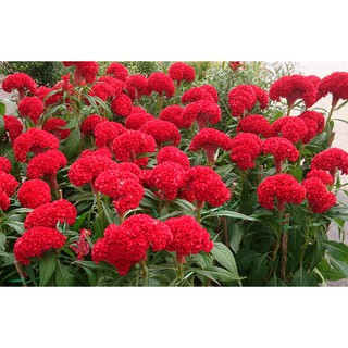 Hạt Giống Hoa Mào Gà Búa