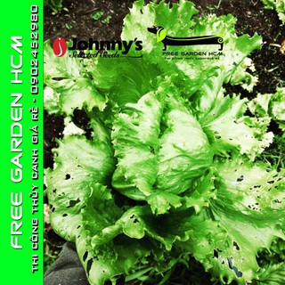 Combo 100 hạt giống xà lách crispino – johnny’s seed – mỹ