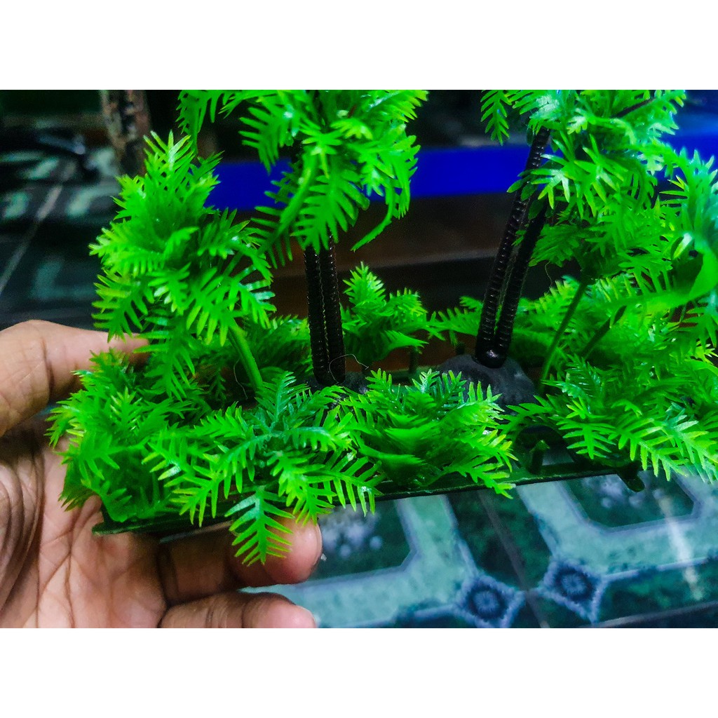 DỪA TRANG TRÍ HỒ CÁ NON BỘ 13X5X10CM