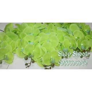 LAN CAO SU 9 BÔNG MÀU XANH CỐM( HÀNG LOẠI A)