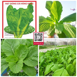 Hạt Giống Cải Canh Hồng Kông Đặc Biệt F1 – Kháng Bệnh Tốt, Sinh Trưởng Nhanh