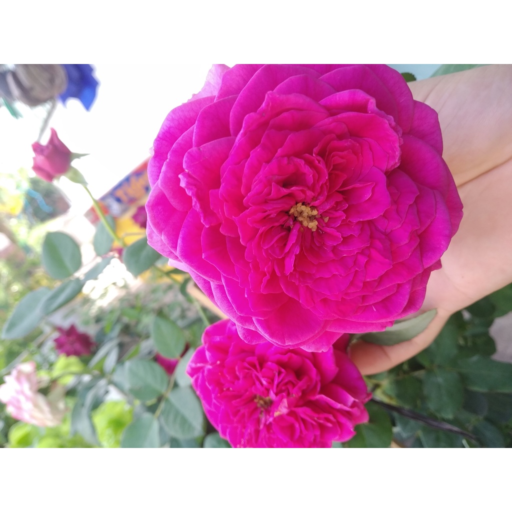 1kg Phân hữu cơ Organic Nhật chuyên bón cho CÂY KIỂNG, HOA HỒNG, RAU CỦ, HOA QUẢ